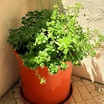 Charming Santos W/ Patio Apartament