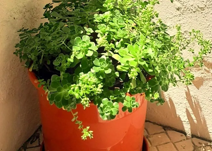 Charming Santos W/ Patio Διαμέρισμα