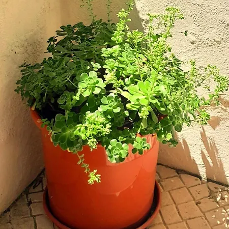 Charming Santos W/ Patio Apartment